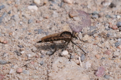 Eicherax macularis