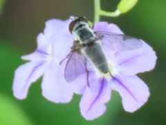 Dissoptera