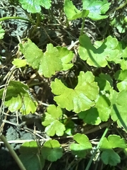 Hydrocotyle sibthorpioides