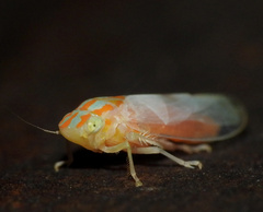 Neocoelidiinae