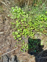 Hydrocotyle sibthorpioides