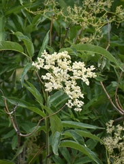 Sambucus cerulea