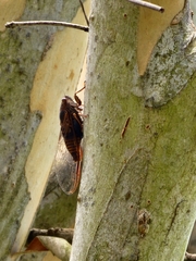 Birrima varians