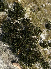 Orthotrichum anomalum