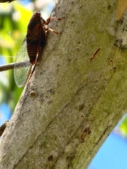 Birrima varians
