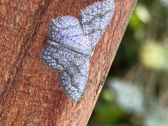 Chloropteryx opalaria