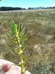 Myriophyllum simulans