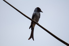 Dicrurus caerulescens