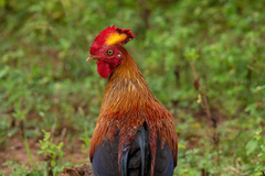 Gallus lafayettii