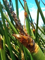 Eleocharis sphacelata