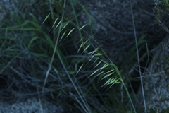 Avena barbata