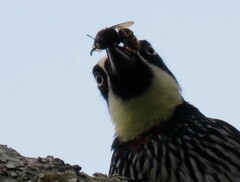 Xylocopa tabaniformis sylvicola