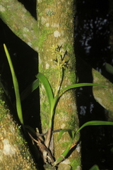Prosthechea grammatoglossa