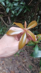 Ternstroemia