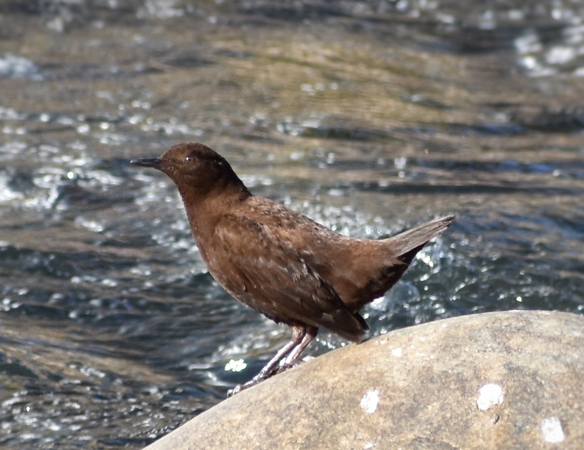 Brown Dipper