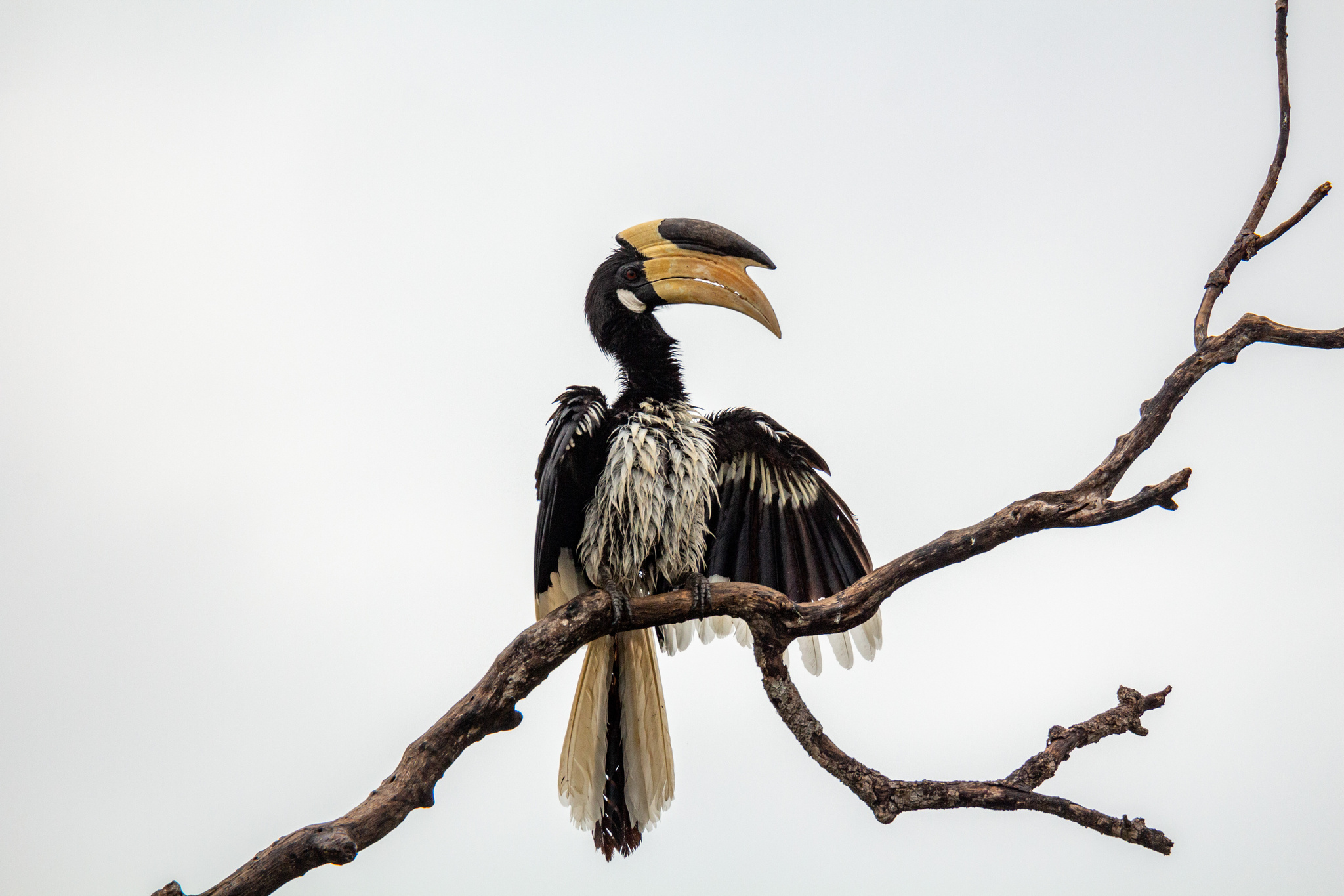 Anthracoceros coronatus (Boddaert, 1783)