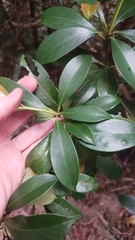 Ternstroemia