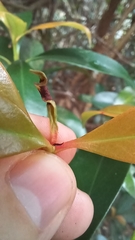 Ternstroemia