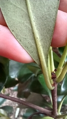 Ternstroemia