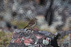 Asthenes humilis