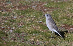 Muscisaxicola rufivertex