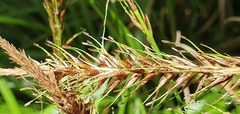 Carex corynoidea