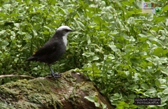 Cinclus leucocephalus