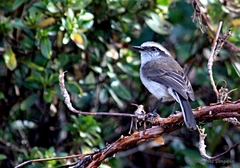 Ochthoeca leucophrys