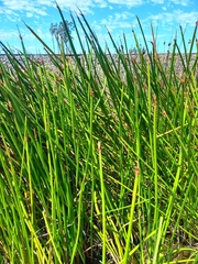 Eleocharis sphacelata