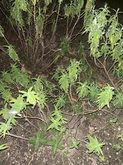 Aloysia citrodora
