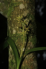 Prosthechea grammatoglossa