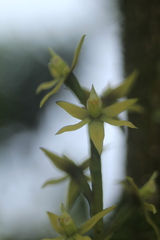 Prosthechea grammatoglossa