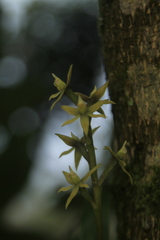 Prosthechea grammatoglossa