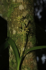 Prosthechea grammatoglossa