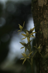 Prosthechea grammatoglossa