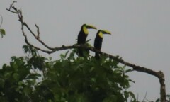 Ramphastos brevis