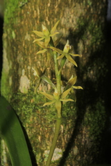 Prosthechea grammatoglossa