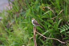 Ammodramus aurifrons