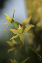 Prosthechea grammatoglossa