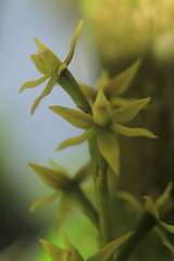 Prosthechea grammatoglossa