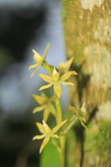 Prosthechea grammatoglossa