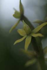 Prosthechea grammatoglossa
