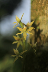Prosthechea grammatoglossa