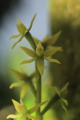 Prosthechea grammatoglossa