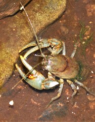 Cambarus bartonii