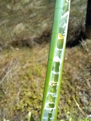 Eleocharis sphacelata