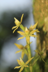 Prosthechea grammatoglossa