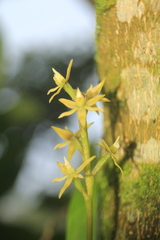 Prosthechea grammatoglossa