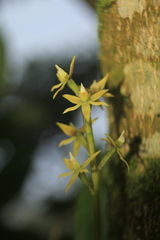 Prosthechea grammatoglossa