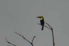 Ramphastos brevis